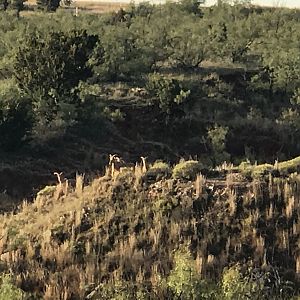 Aoudad in Texas USA