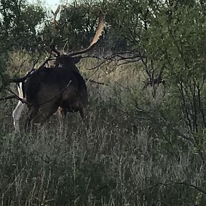 Fallow Deer in Texas USA