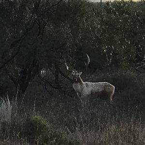 Fallow Deer in Texas USA