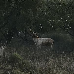 Fallow Deer in Texas USA