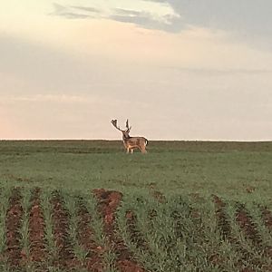 Fallow Deer in Texas USA