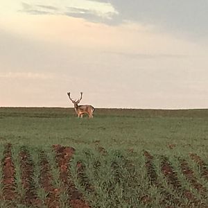 Fallow Deer in Texas USA