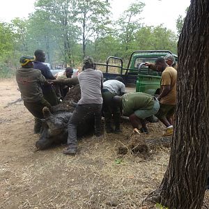 Loading a Cape Buffalo