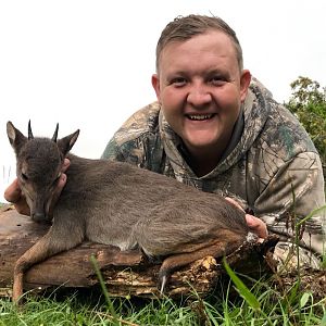 South Africa Hunting Blue Duiker