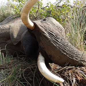 Hunt Elephant Zimbabwe