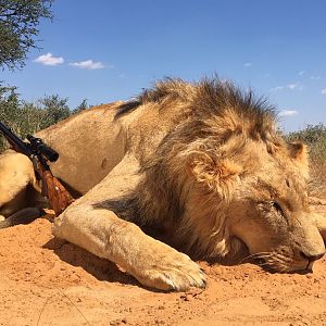 Lion Hunt Zimbabwe