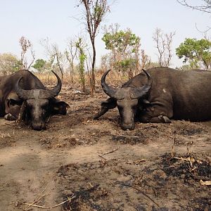 Burkina Faso Hunting West African Savanna Buffalo