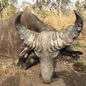 West African Savanna Buffalo Hunt Burkina Faso