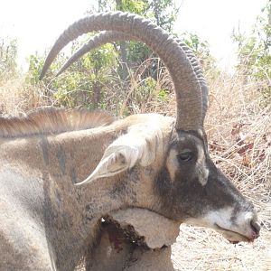 Hunting Roan Antelope in Burkina Faso