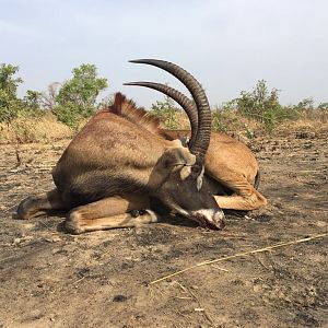 Burkina Faso Hunt Roan Antelope