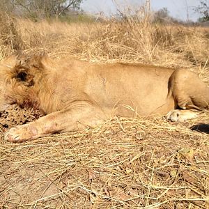 Hunt Lion in Burkina Faso