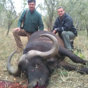 Cape Buffalo Female Hunting South Africa