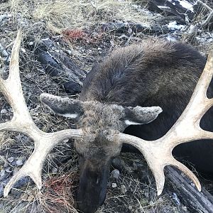 Wyoming USA Hunting Moose