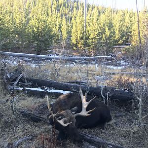 Wyoming USA Hunting Moose