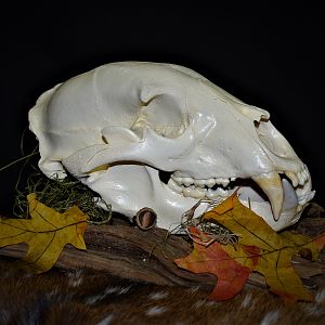 Bear European Skull Mount Taxidermy