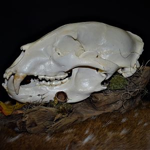 Bear European Skull Mount Taxidermy