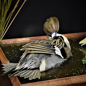 Duck Full Mount Taxidermy