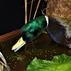 Duck Full Mount Taxidermy