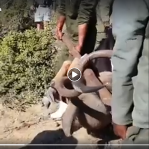 Kudu Hunting in South Africa