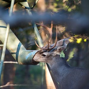 Mule Deer Texas USA