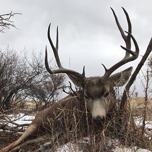 Colorado USA Hunt Mule Deer