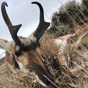 Hunting Pronghorn Antelope in Colorado USA