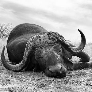 Cape Buffalo Hunting Mozambique