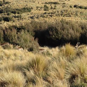 Deer in New Zealand