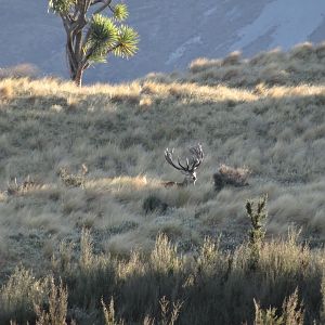 Red Stag New Zealand