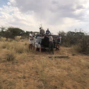 Buffalo Hunting South Africa