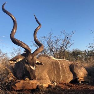 Hunt Kudu in South Africa