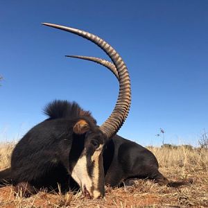 Sable Hunting South Africa