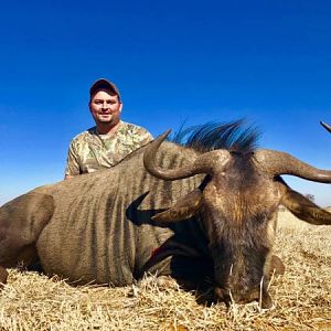 South Africa Hunting Blue Wildebeest