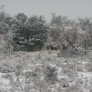 Mouflon, Corsican and Texas Dall Sheep Texas USA