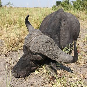 Namibia Hunt Cape Buffalo