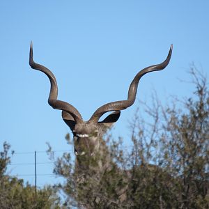 Kudu South Africa