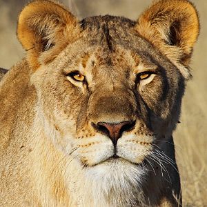 lioness in soft light