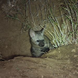 Aardwolf