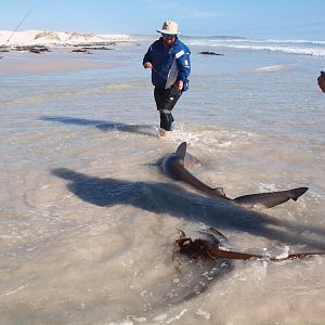 Drone-fishing for Bronze Whalers at Gansbaai, South Africa