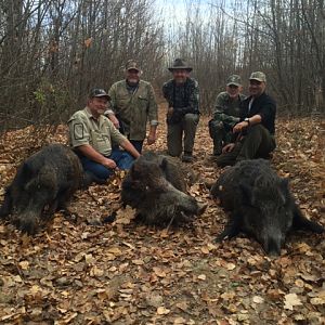 Driven Boar Hunt in Romania