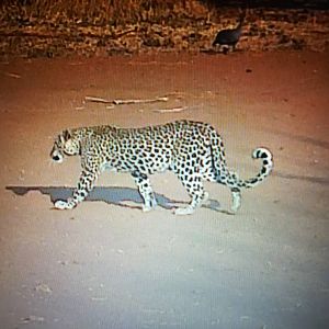 Picture of a leopard just walking the road in daylight