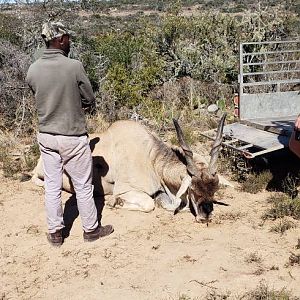 Eland Hunt South Africa