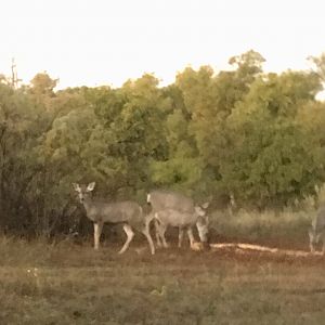 Deer Texas USA