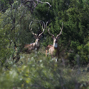Sika Deer Texas USA