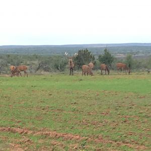 Dybowski Sika Stag in Texas USA