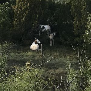 Scimitar Oryx in Texas USA
