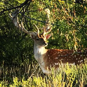 Sika Deer in Texas USA