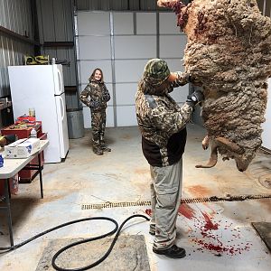 Merino Sheep Hunt Texas USA