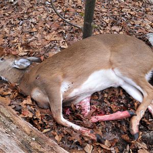 Doe Hunt