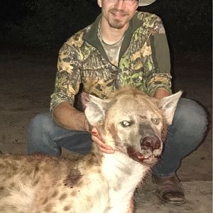 Zimbabwe Hunting Spotted Hyena